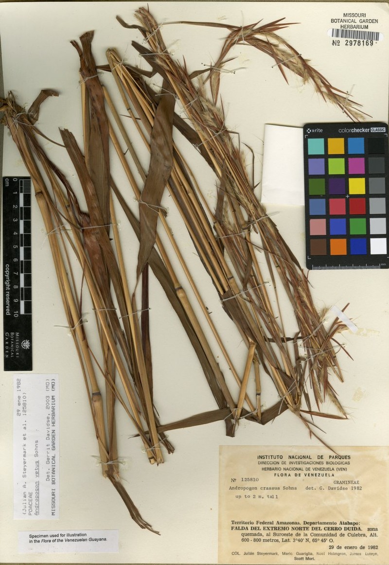 Andropogon vetus photo 3