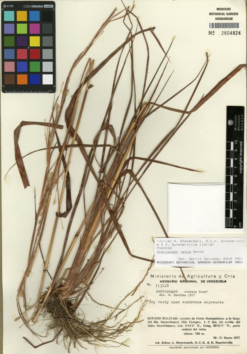 Andropogon vetus photo 4