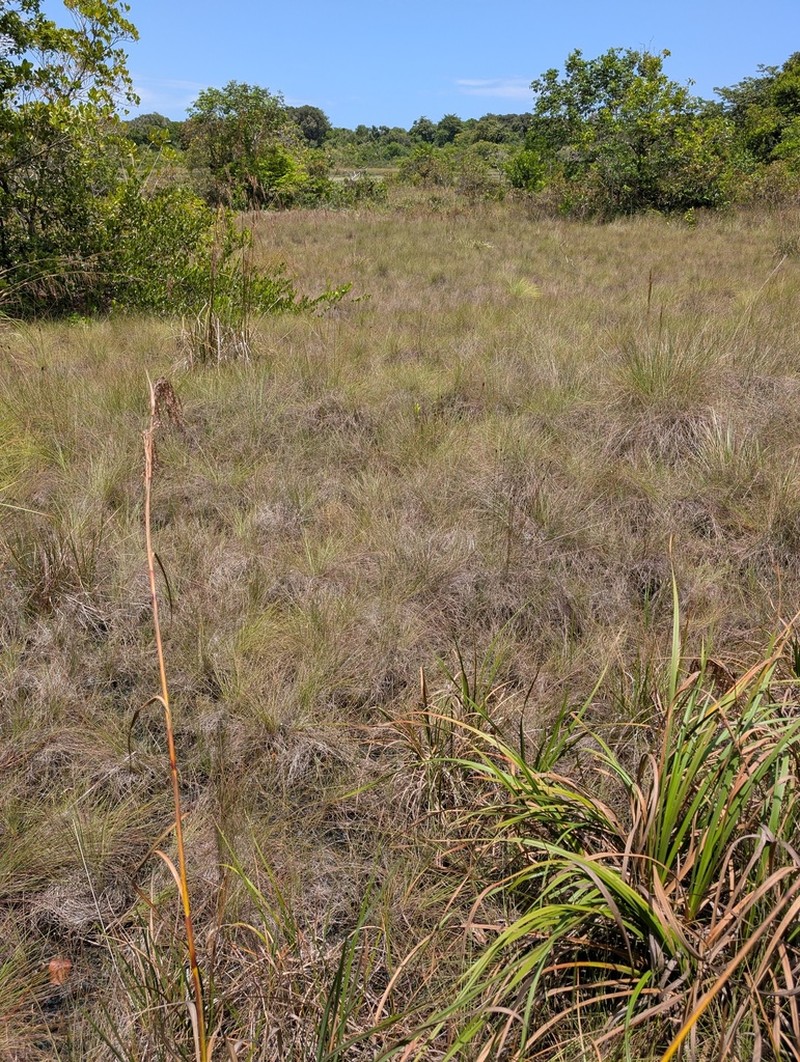 West Indian Bluestem