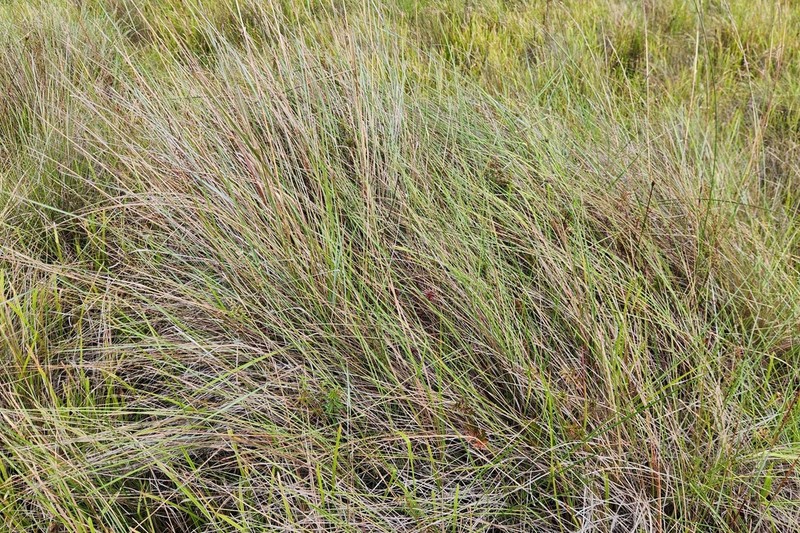 West Indian Bluestem photo 2