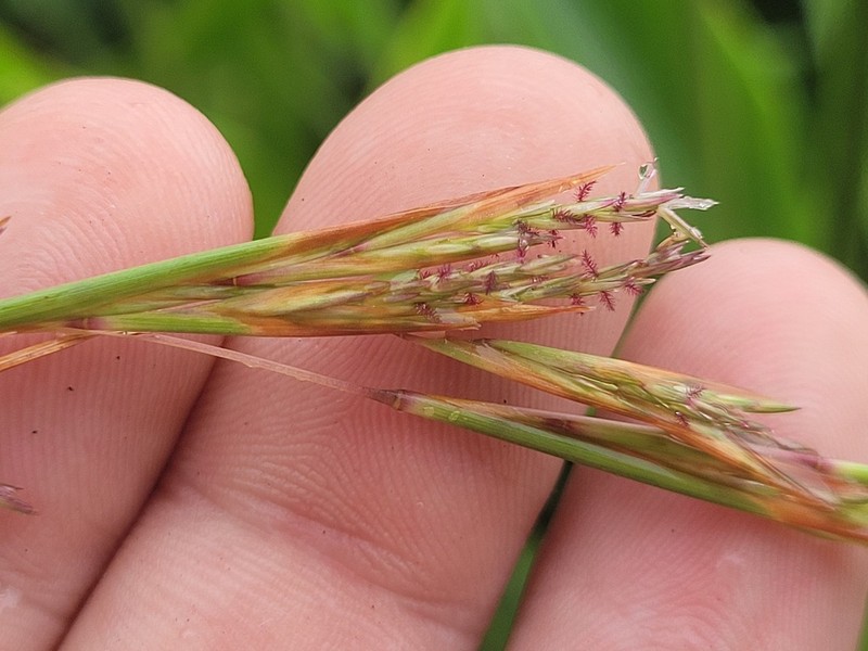 West Indian Bluestem photo 3