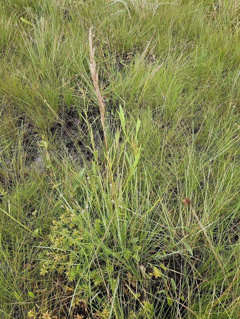 West Indian Bluestem photo 4