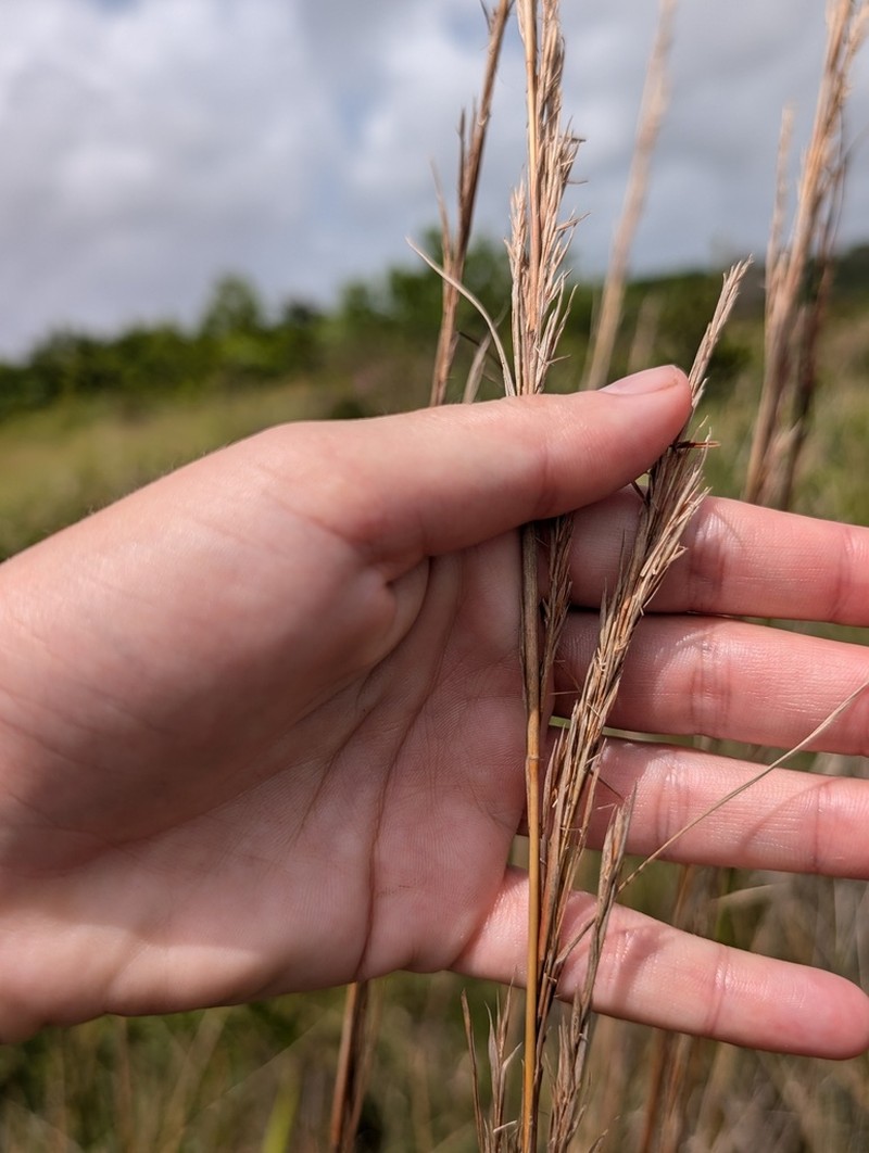 West Indian Bluestem photo 5