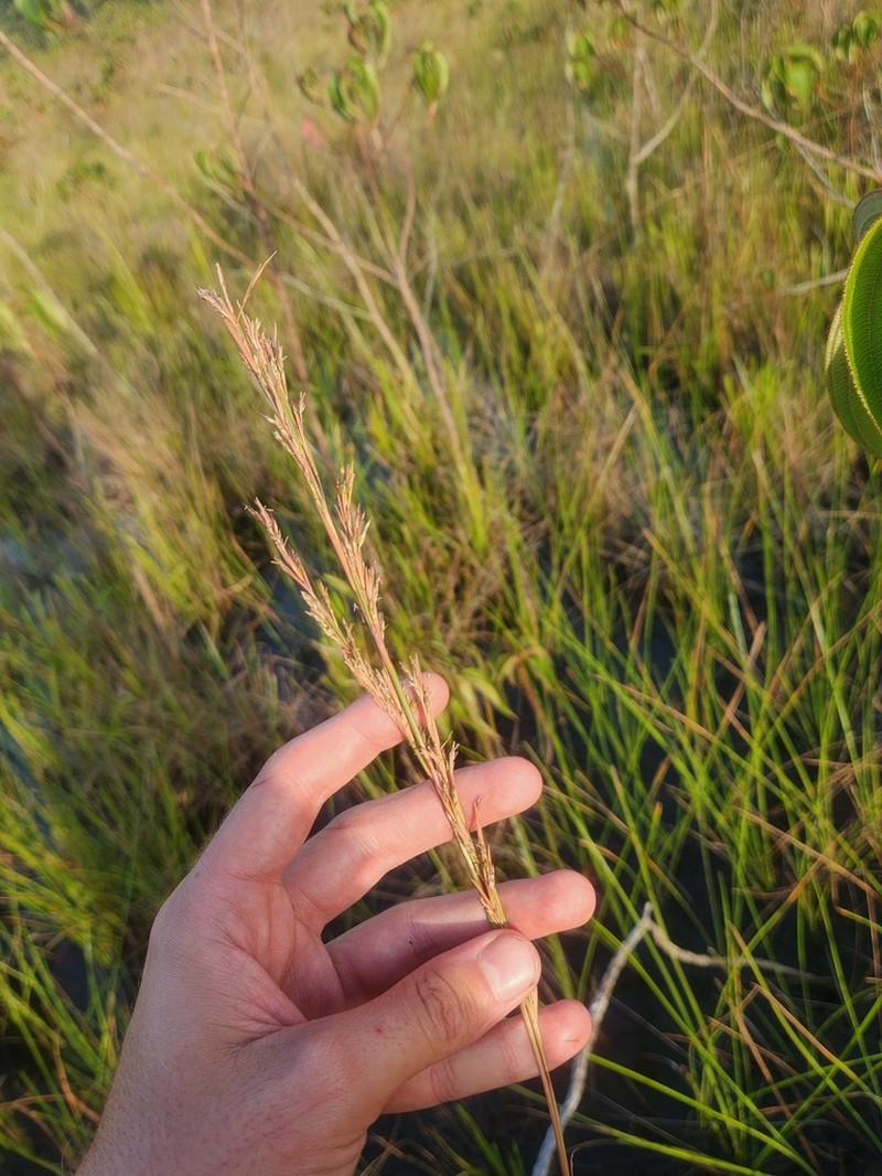 West Indian Bluestem photo 6