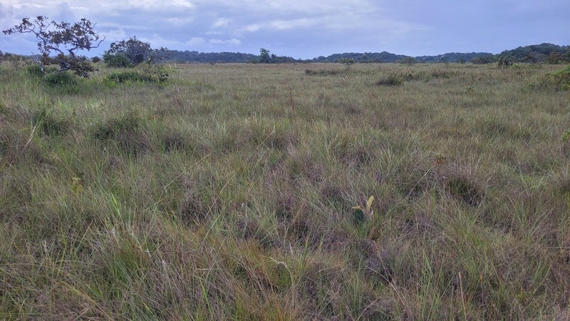 West Indian Bluestem photo 7
