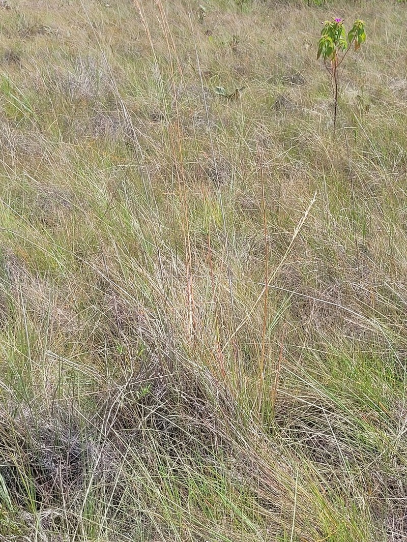 West Indian Bluestem photo 8
