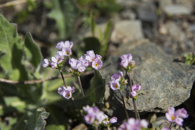 Androsace adfinis