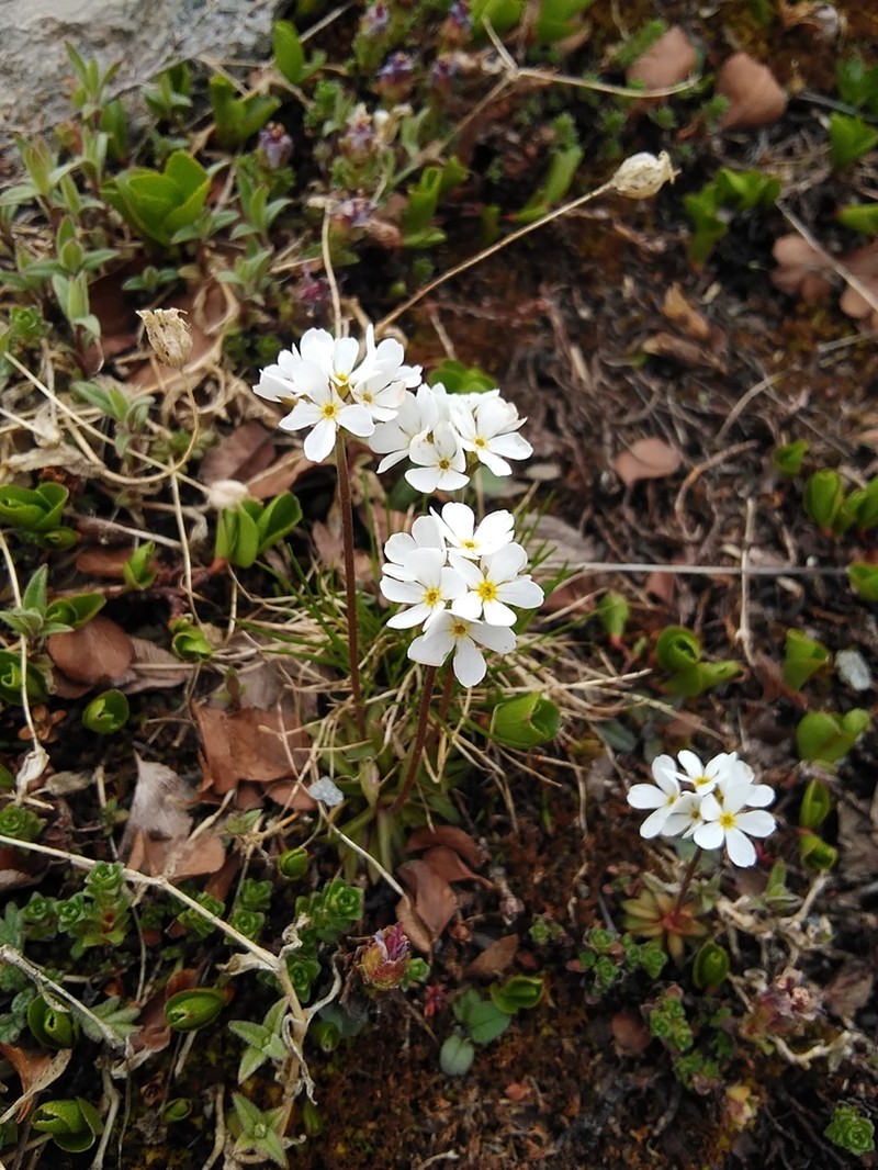 Androsace adfinis photo 2