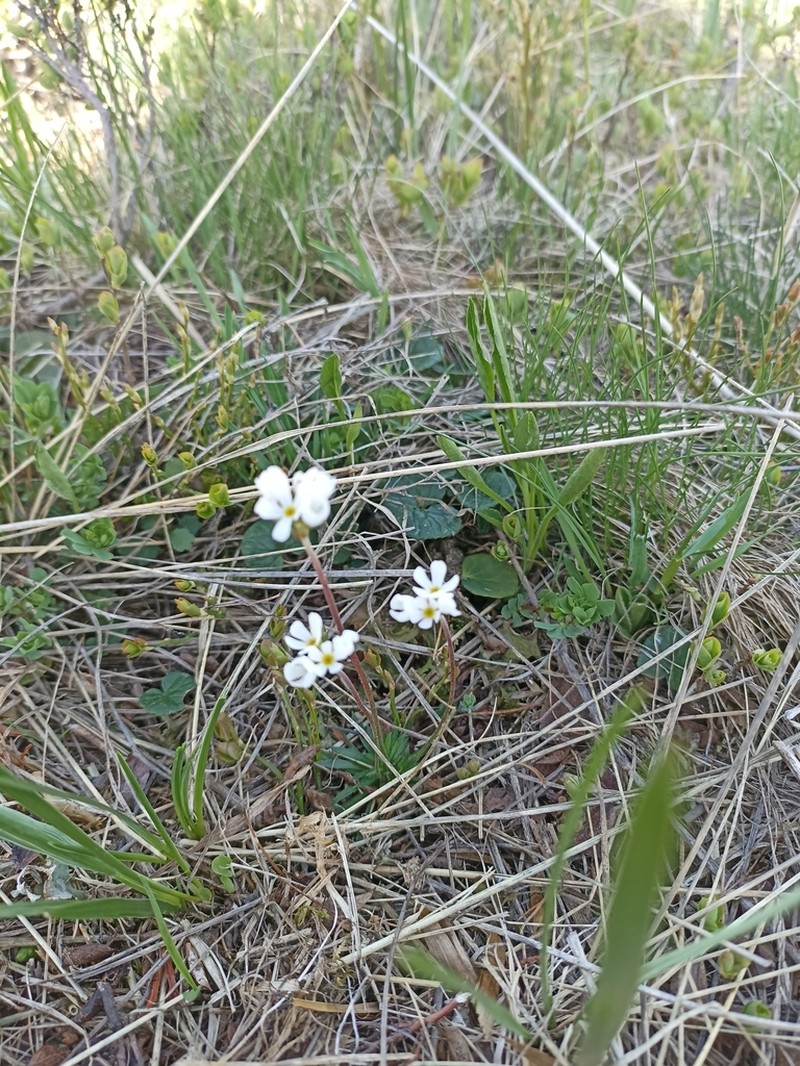 Androsace adfinis photo 3