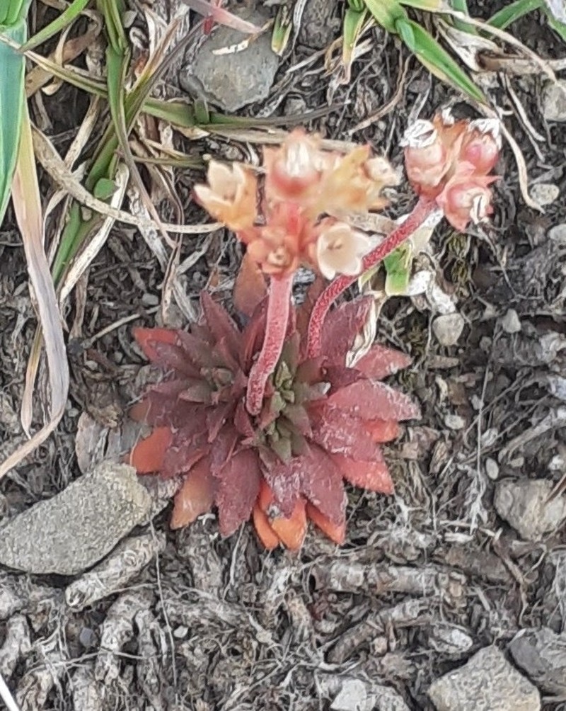 Androsace adfinis subsp. adfinis