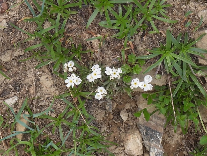 Androsace adfinis subsp. adfinis photo 2