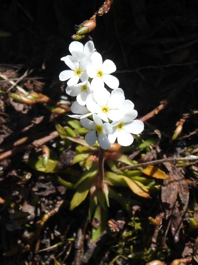 Androsace adfinis subsp. adfinis photo 3