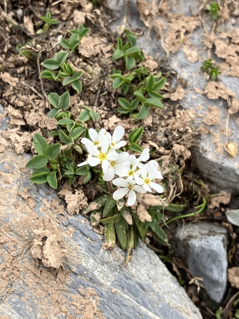 Androsace adfinis subsp. adfinis photo 4
