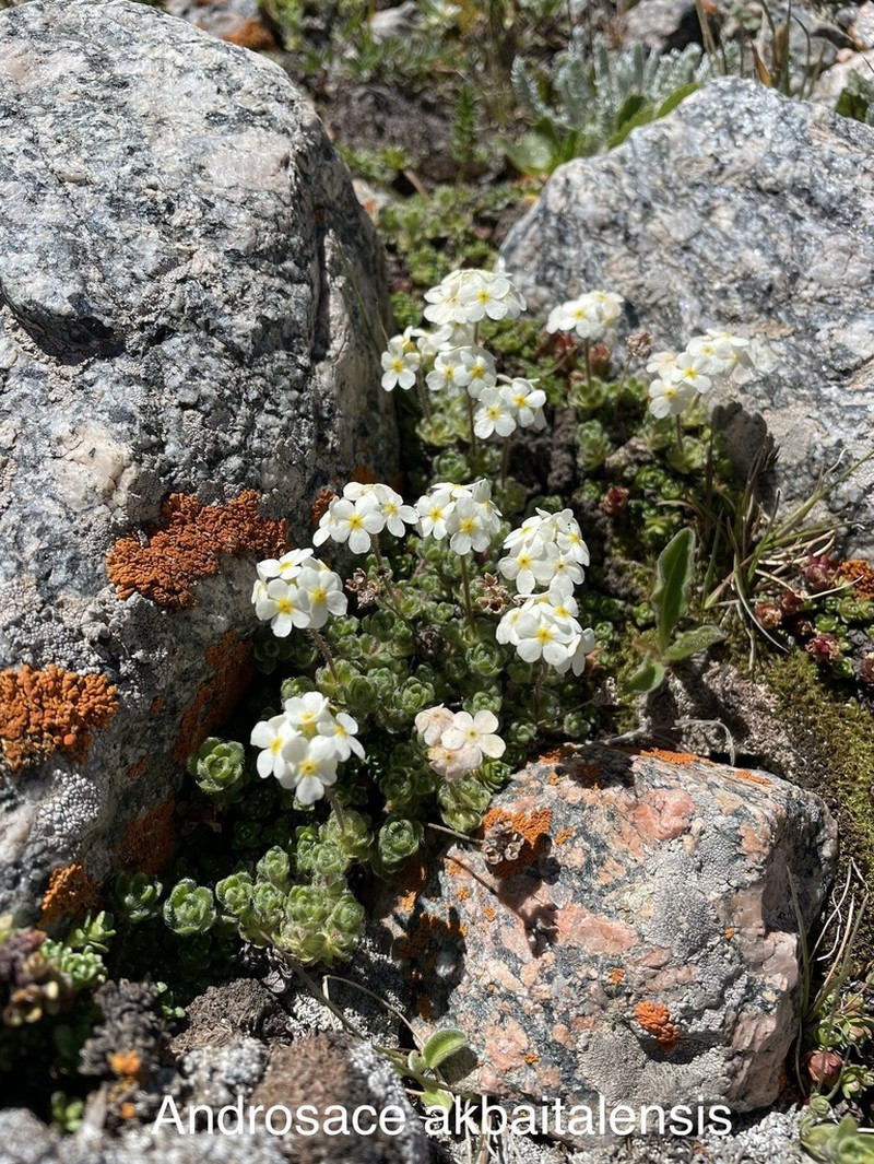 Androsace akbaitalensis