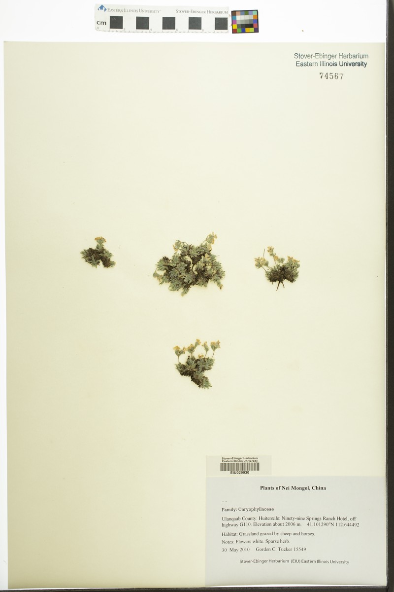 Androsace alaschanica