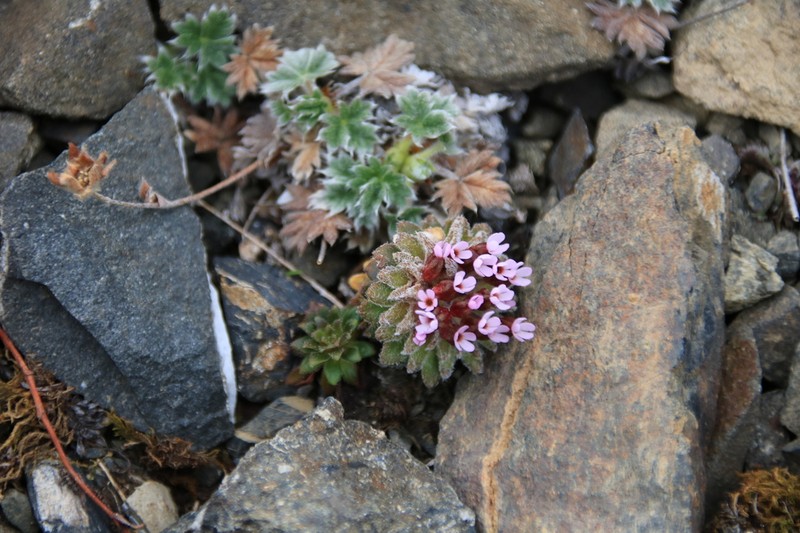 Alaskan Douglasia