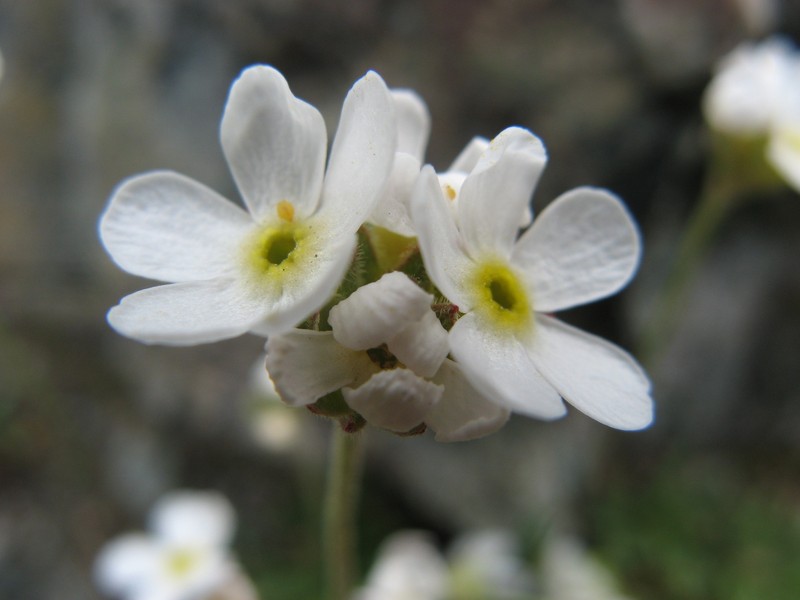 Androsace albana