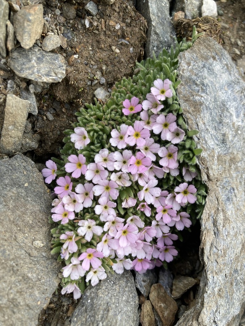 Androsace albimontana