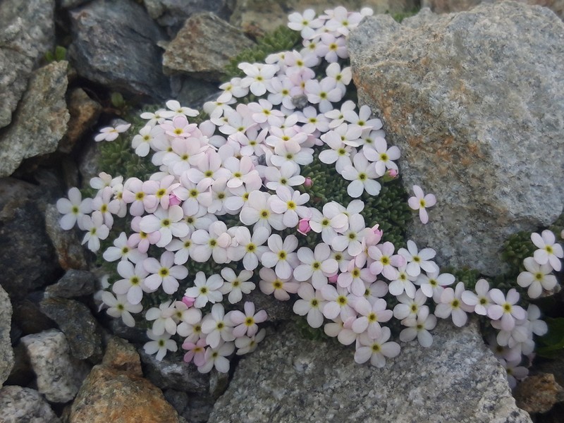 Androsace albimontana photo 2