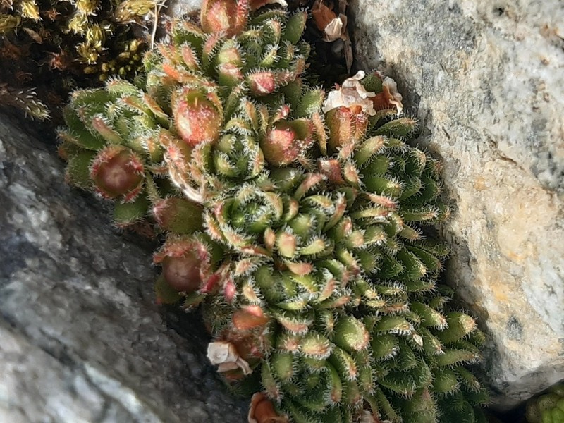 Androsace albimontana photo 3