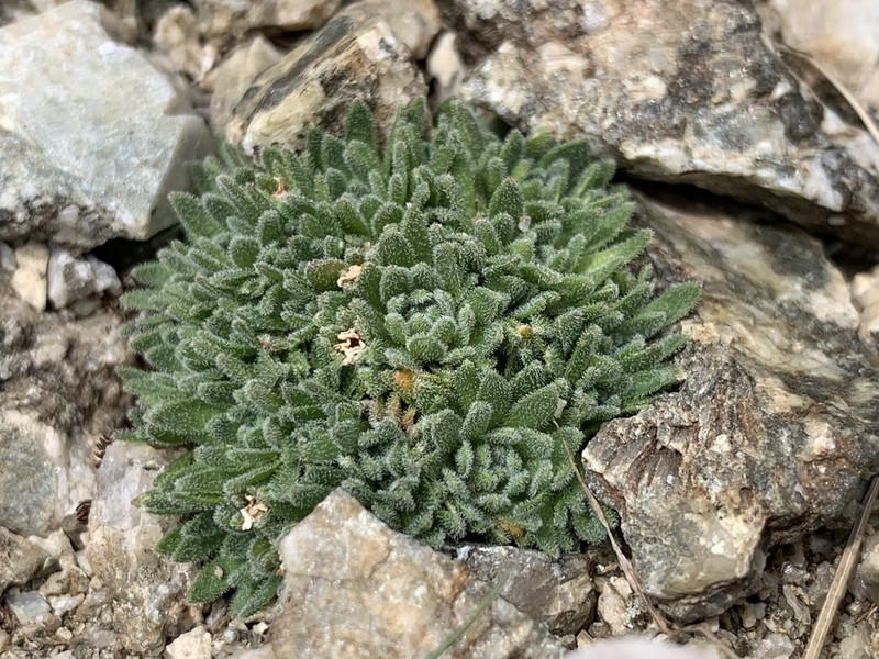 Androsace albimontana photo 4