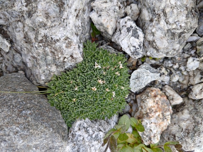 Androsace albimontana photo 5