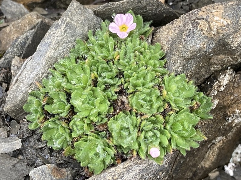 Androsace albimontana photo 6
