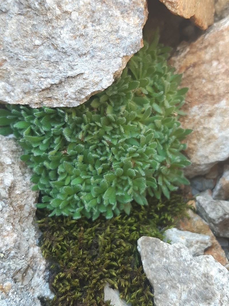 Androsace albimontana photo 7