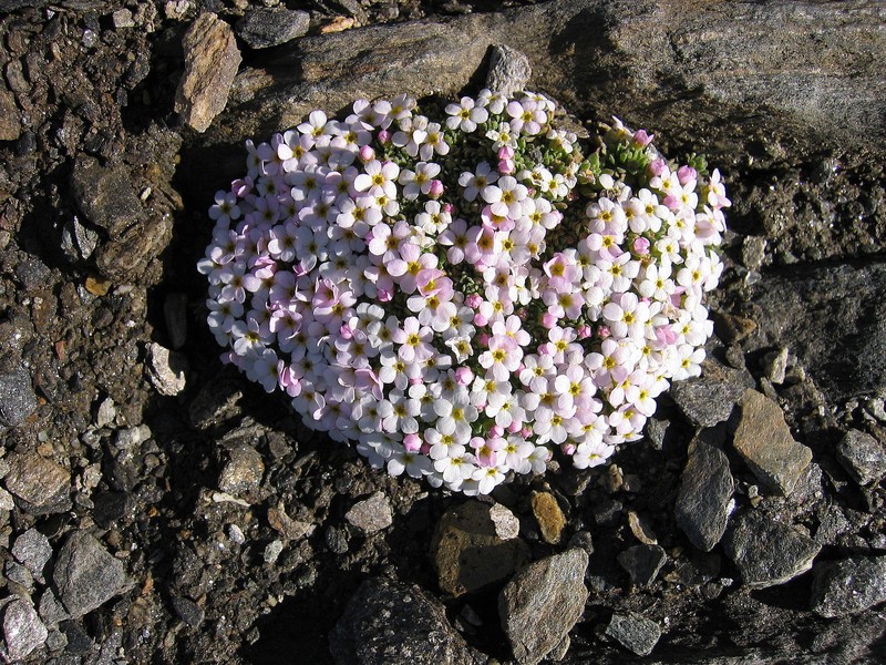 Androsace alpina