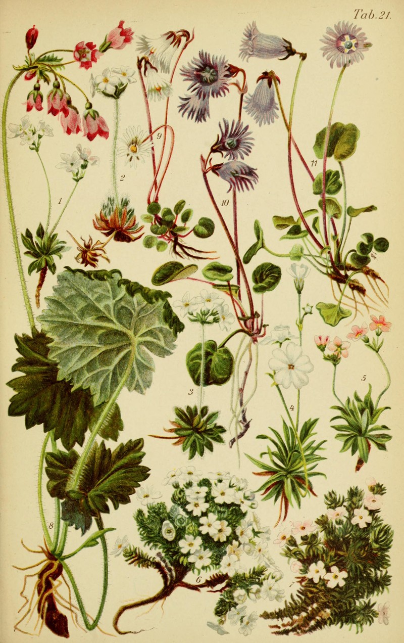 Mackenzie River Dwarf-Primrose