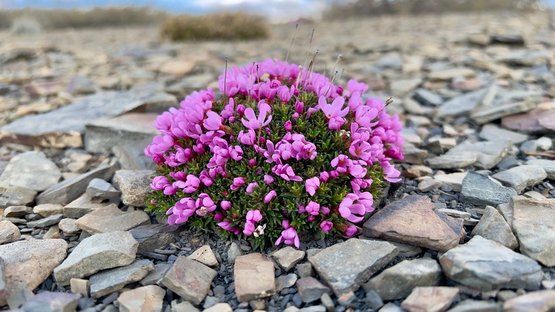 Mackenzie River Dwarf-Primrose