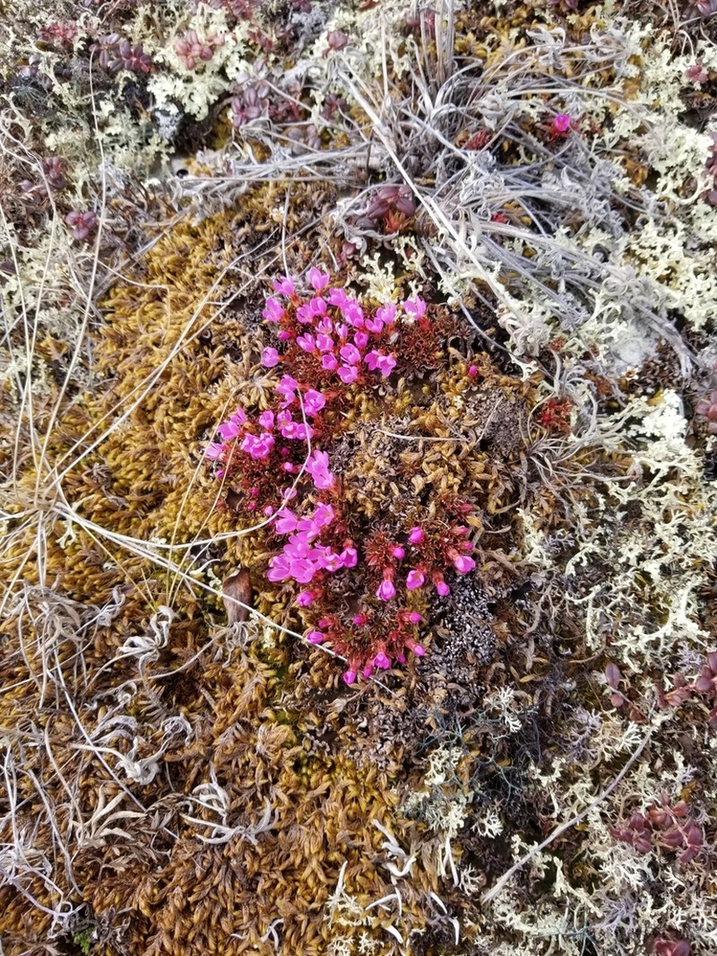 Mackenzie River Dwarf-Primrose photo 2