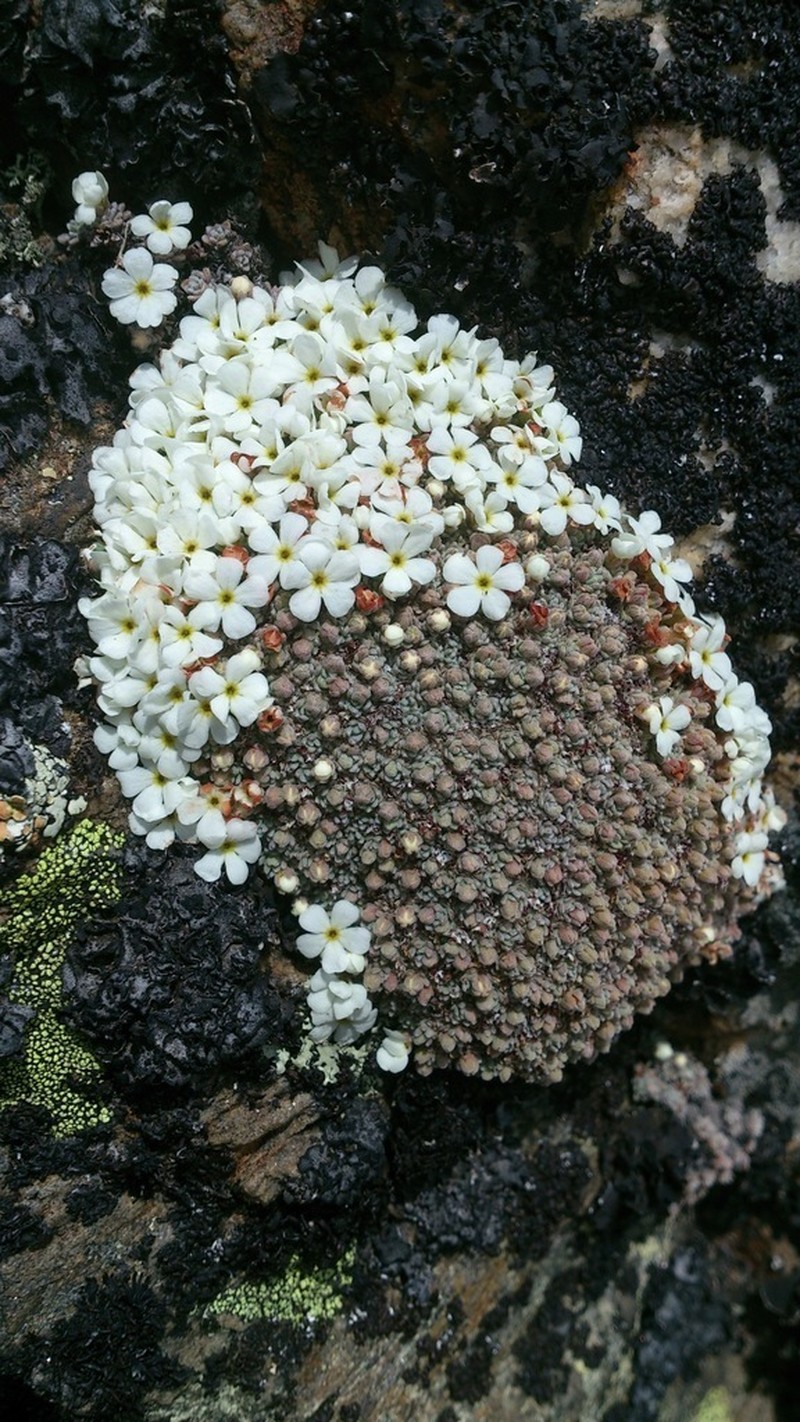 Androsace argentea