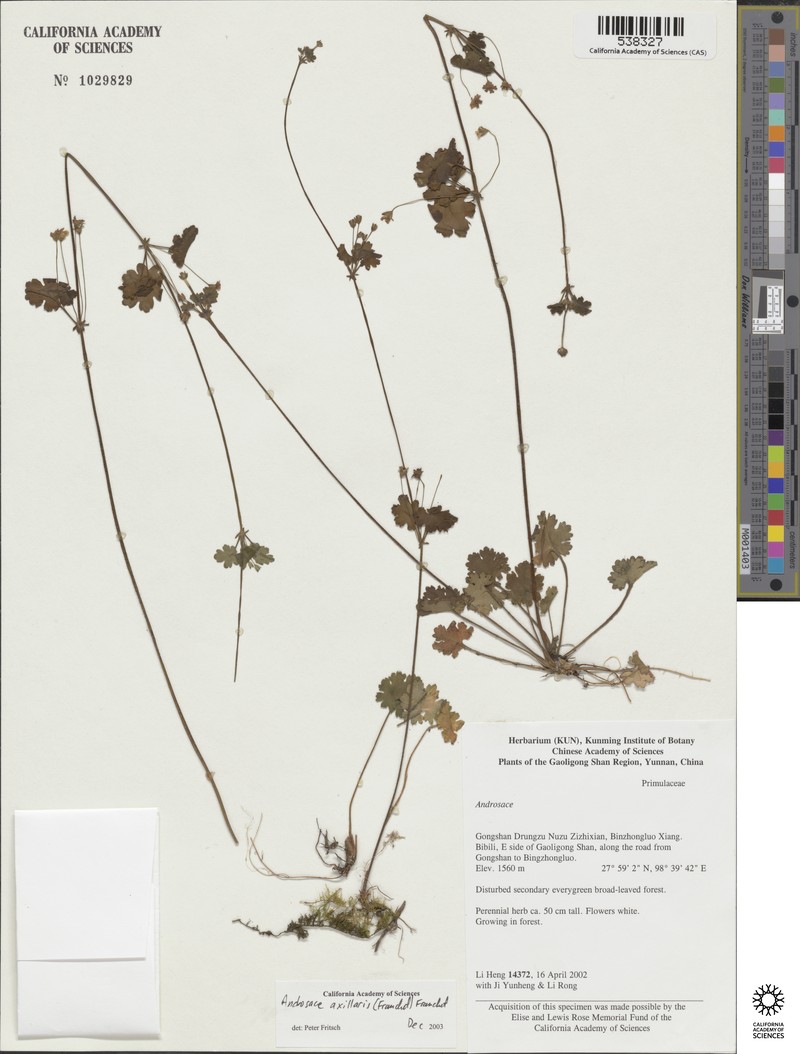 Androsace axillaris