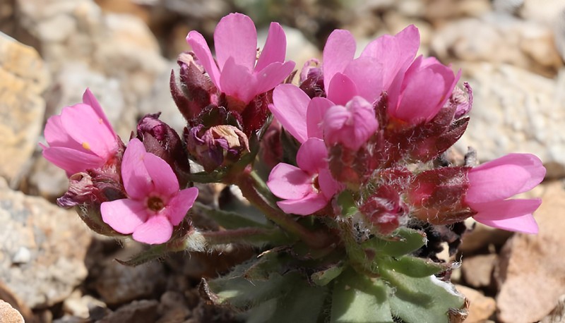 Androsace azizsancarii