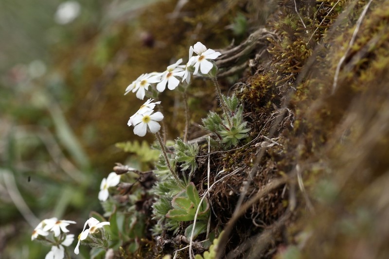 Androsace barbulata