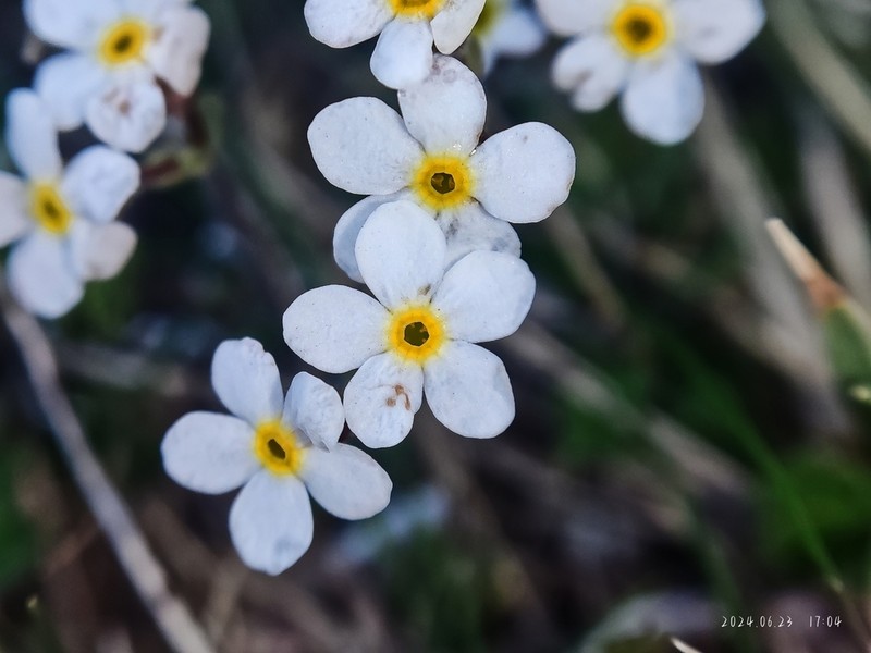 Androsace brachystegia
