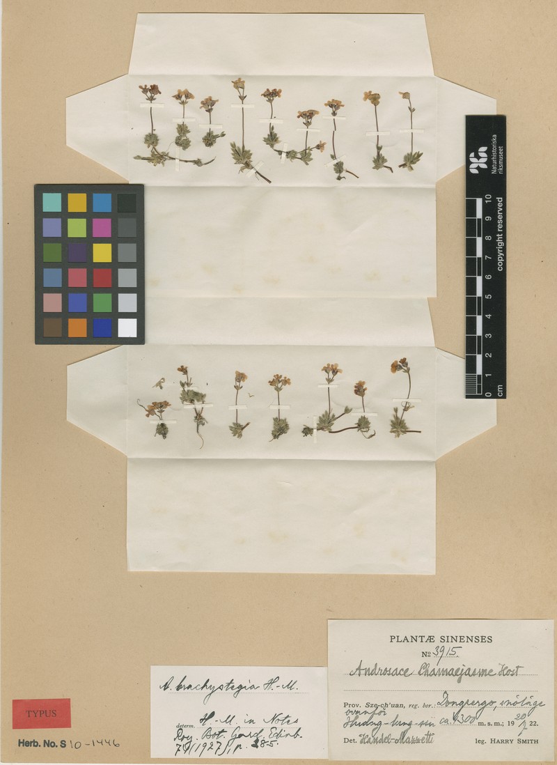 Androsace brachystegia photo 2