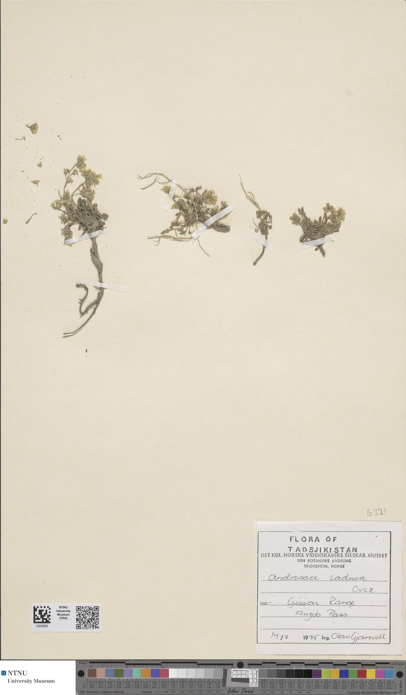 Androsace caduca