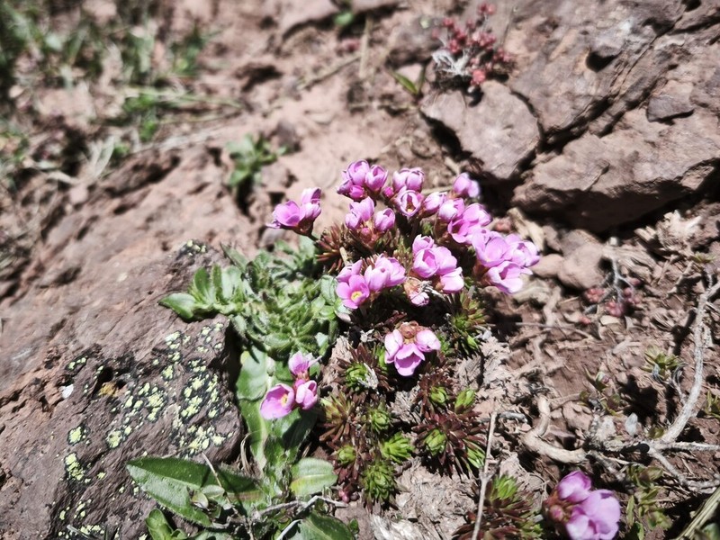 Androsace cantabrica