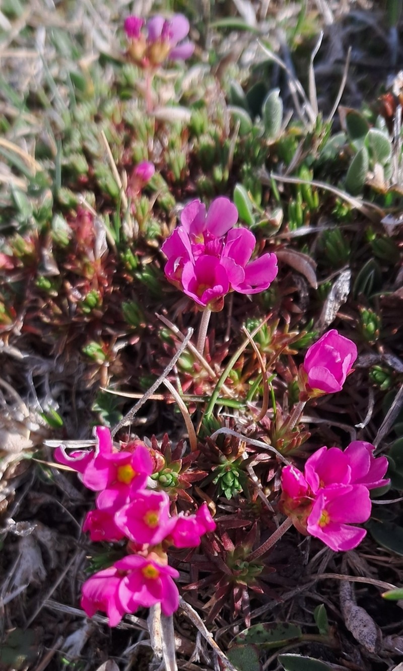 Androsace cantabrica photo 2