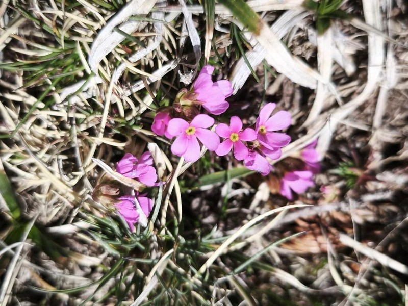 Androsace cantabrica photo 3