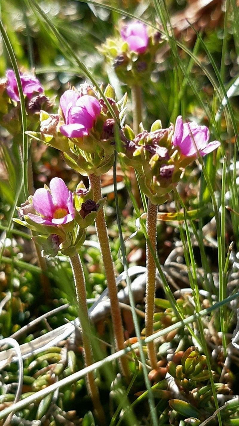 Androsace cantabrica photo 4