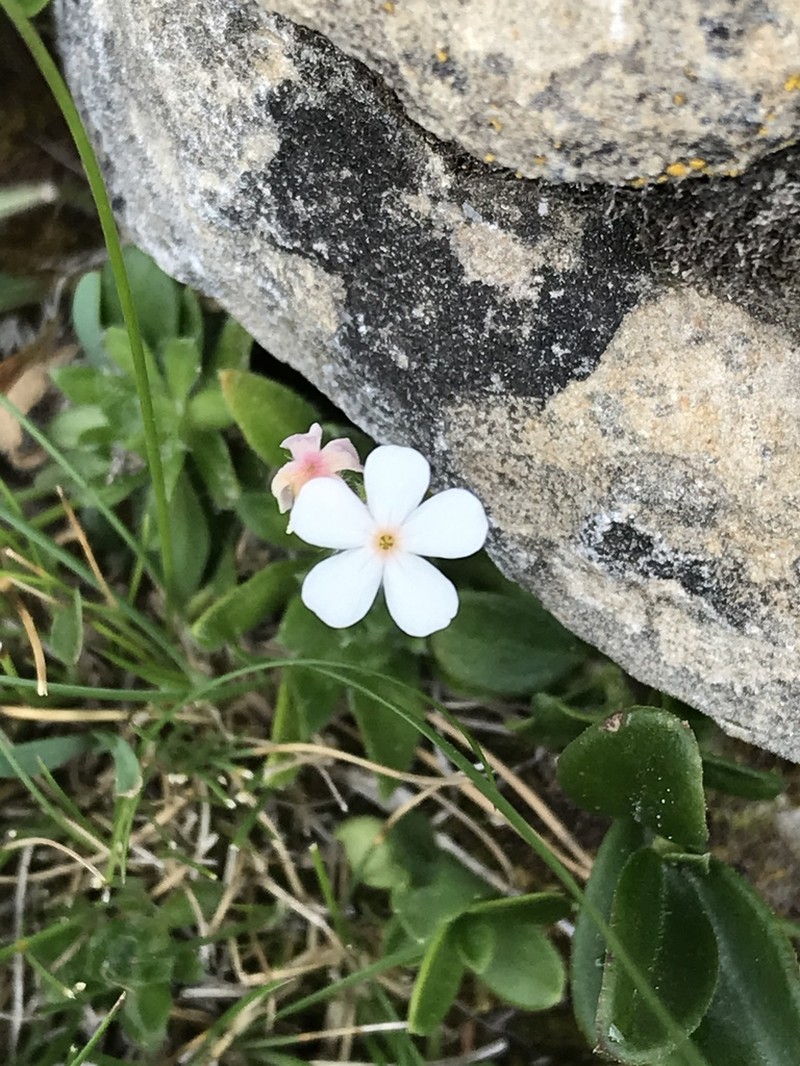 sweetflower rockjasmine