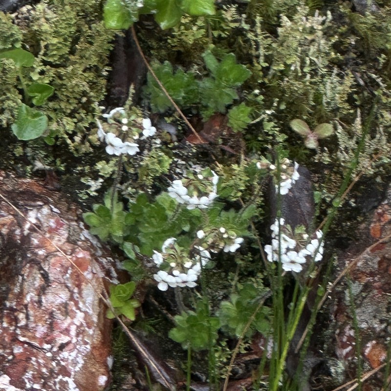 Androsace chimingiana