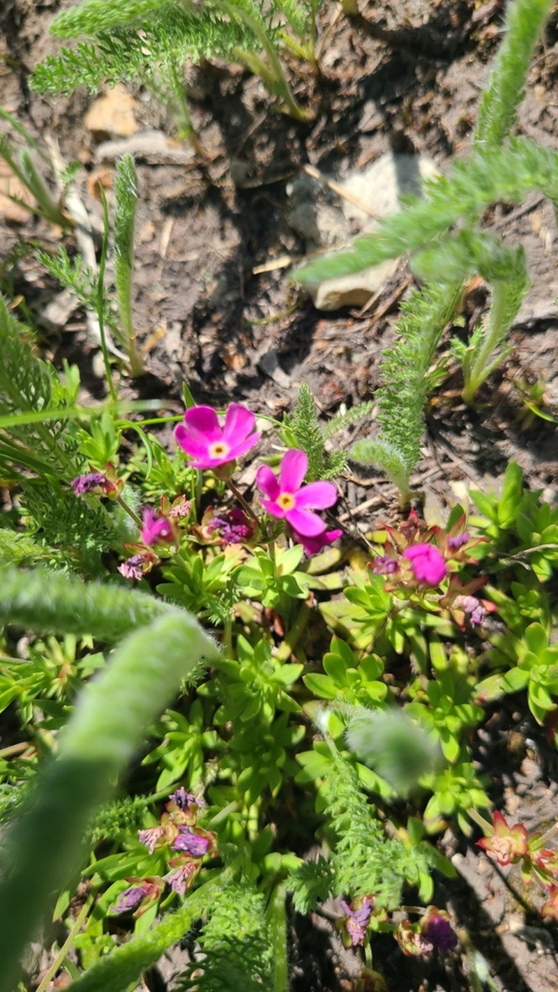Bloom Peak Dwarf-Primrose