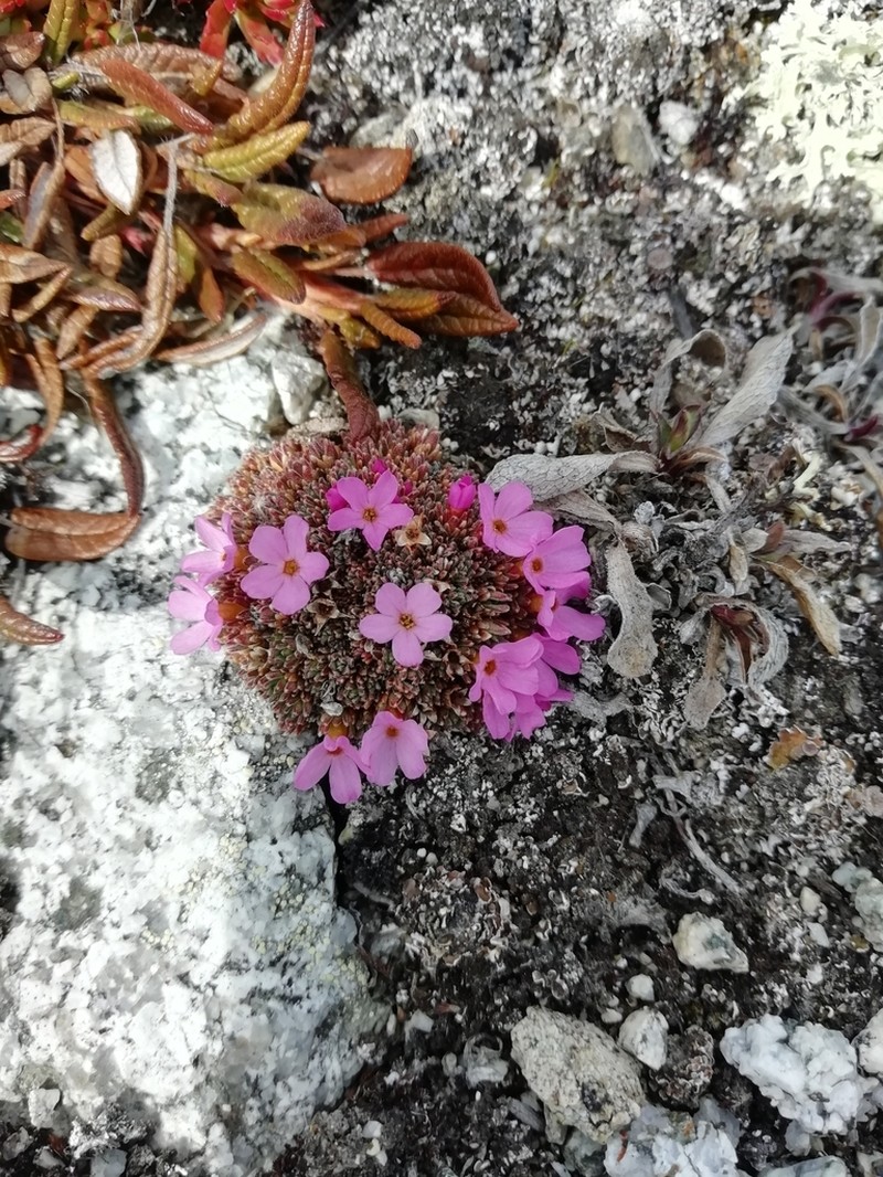 Gorman's Dwarf-Primrose