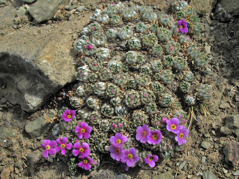 Androsace cuttingii