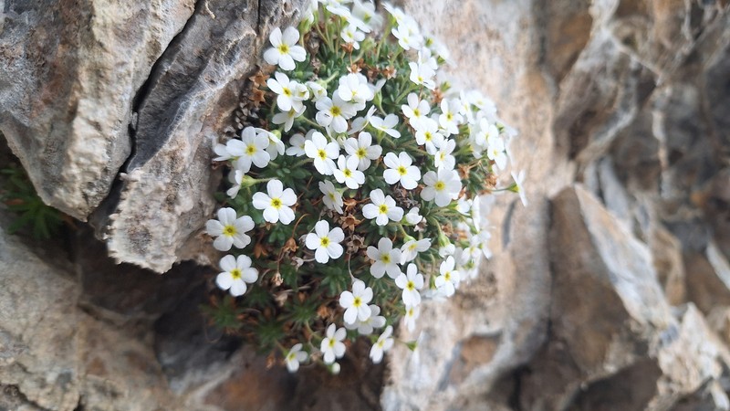 Androsace cylindrica subsp. cylindrica