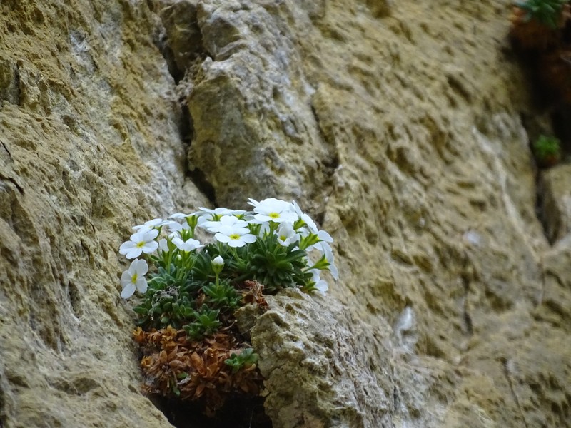 Androsace cylindrica subsp. cylindrica photo 2